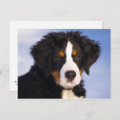 Bernese Mountain Dog Puppy Postkarte (Vorne/Hinten)