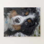 Bernese Mountain Dog Puppy Second Puzzle (Horizontal)