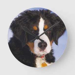 Bernese Mountain Dog Puppy Wall Clock Runde Wanduhr