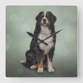 Bernese Mountain Dog Quadratische Wanduhr (Vorderseite)