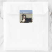 Bernese Mountain Dog Quadratischer Aufkleber (Tasche)