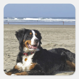 Bernese Mountain Dog Quadratischer Aufkleber