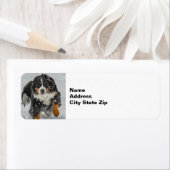 Bernese Mountain Dog Snow Foto (Insitu)