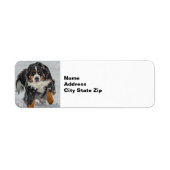 Bernese Mountain Dog Snow Foto (Vorne)