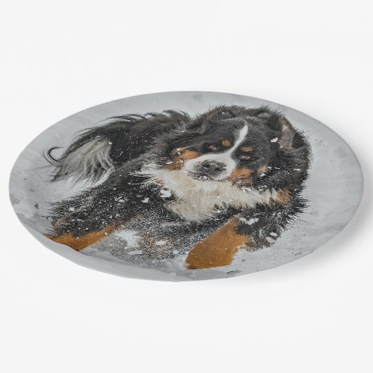 Bernese Mountain Dog Snow Foto Pappteller (Schrägansicht)