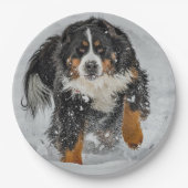 Bernese Mountain Dog Snow Foto Pappteller (Vorderseite)