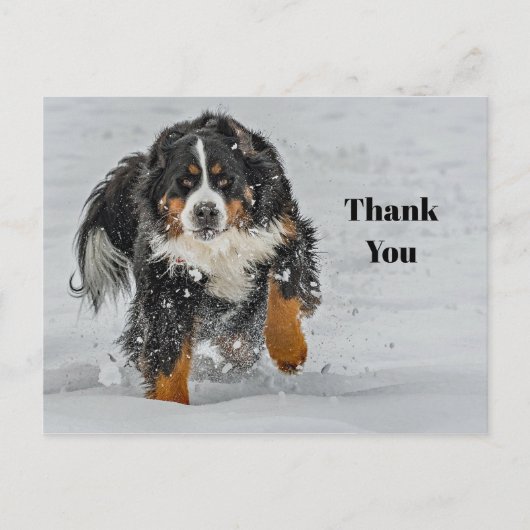 Bernese Mountain Dog Snow Foto Vielen Dank Postkarte (Vorderseite)