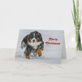 Bernese Mountain Dog Snow Foto Weihnachten