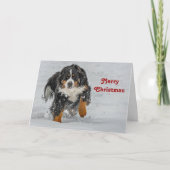 Bernese Mountain Dog Snow Foto Weihnachten (Vorderseite)