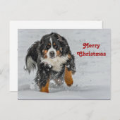 Bernese Mountain Dog Snow Foto Weihnachten Postkarte (Vorne/Hinten)