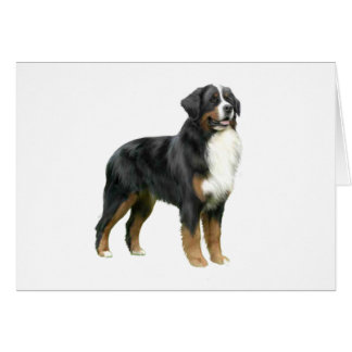Bernese Mountain Dog - stehend