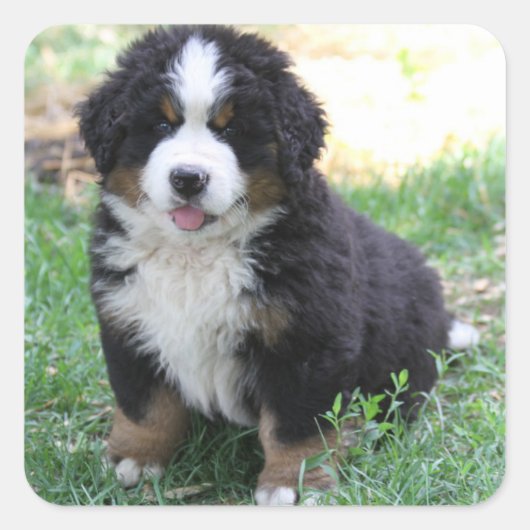Bernese Mountain Dog Sticker (Vorderseite)