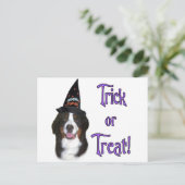Bernese Mountain Dog Trick Postkarte (Stehend Vorderseite)