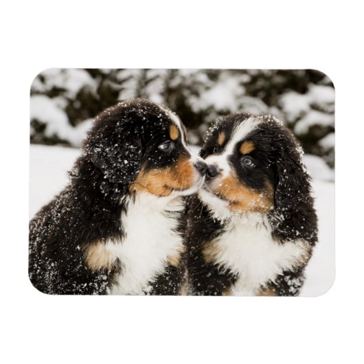 Bernese Mountain Dog Welppies Sniff Magnet (Horizontal)