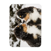 Bernese Mountain Dog Welppies Sniff Magnet (Vertikal)