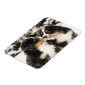 Bernese Mountain Dog Welppies Sniff Magnet (Linke Seite)
