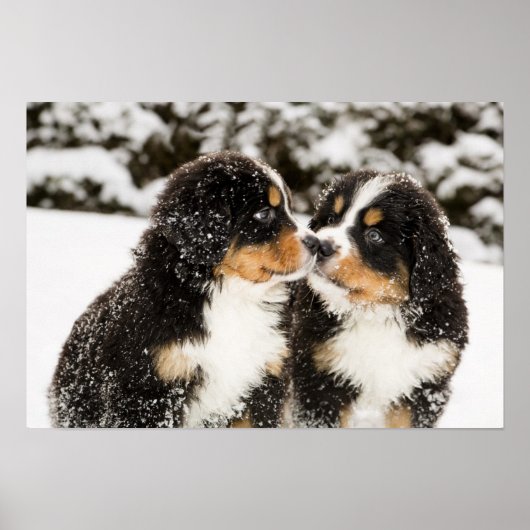 Bernese Mountain Dog Welppies Sniff Poster (Vorne)
