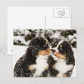 Bernese Mountain Dog Welppies Sniff Postkarte (Vorne/Hinten)