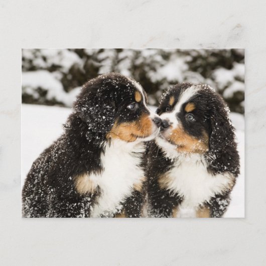 Bernese Mountain Dog Welppies Sniff Postkarte (Vorderseite)