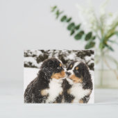 Bernese Mountain Dog Welppies Sniff Postkarte (Stehend Vorderseite)