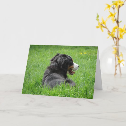 Bernese Mountain Hund genießt die Sonne, Geburtsta Karte (Gelbe Blume)