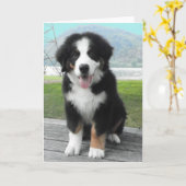 Bernese Mountain Hund Grußkarte Karte (Gelbe Blume)
