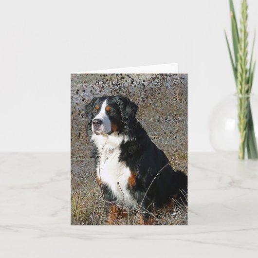 Bernese Mountain Hund Hallo Liebe Vielen Dank Karte (Vorderseite)
