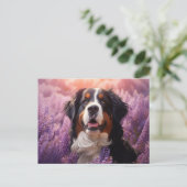 Bernese Mountain Hund in Lavendel Postkarte (Stehend Vorderseite)