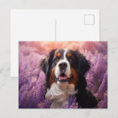 Bernese Mountain Hund in Lavendel Postkarte (Vorne/Hinten)