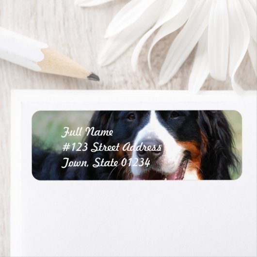 Bernese Mountain Hund Label (Insitu)