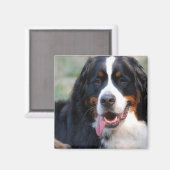 Bernese Mountain Hund mit Big Tongue Magnet (Vorderseite/Rückseite)