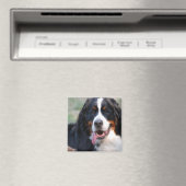 Bernese Mountain Hund mit Big Tongue Magnet (In Situ (Geschirrspüler))