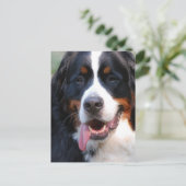 Bernese Mountain Hund mit Big Tongue Postcard Postkarte (Stehend Vorderseite)