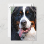 Bernese Mountain Hund mit Big Tongue Postcard Postkarte (Vorne/Hinten)