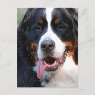 Bernese Mountain Hund mit Big Tongue Postcard Postkarte