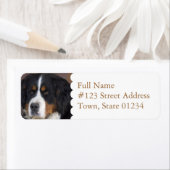 Bernese Mountain Hund Rücksendeadresse (Insitu)