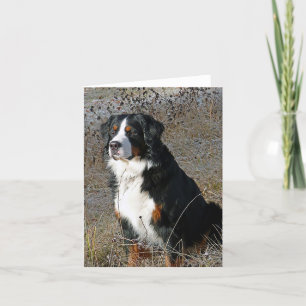 Bernese Mountain Hund Welpen Hundekarte Karte