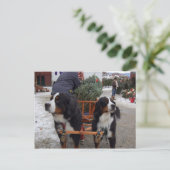 Bernese Mountain Hunde Postkarte (Stehend Vorderseite)