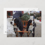 Bernese Mountain Hunde Postkarte (Vorne/Hinten)
