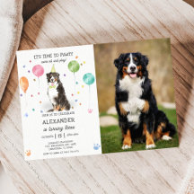Bernese Mountain Pawty Welppy Birthday Pink Foto