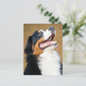 Bernese Mountain Puppy Dog Blank Postcard Postkarte (Stehend Vorderseite)