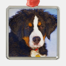 Bernese Mountain Puppy Dog - Farbstift Sketch