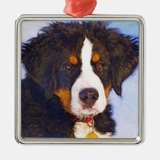 Bernese Mountain Puppy Dog - Farbstift Sketch Ornament Aus Metall (Vorne)