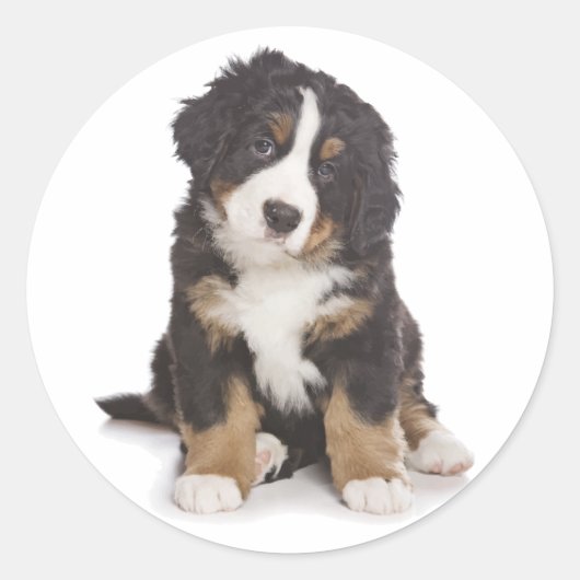 Bernese Mountain Puppy Dog Sticker / Siegel (Vorderseite)