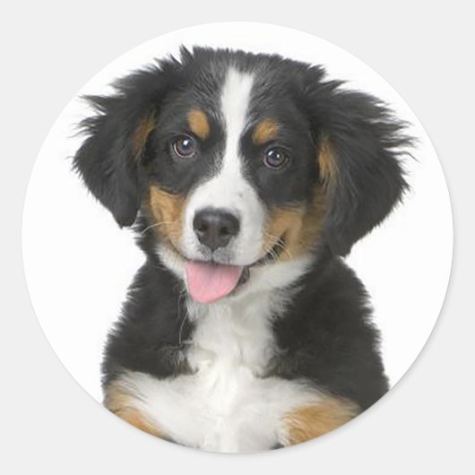 Bernese Mountain Puppy Dog Sticker / Siegel (Vorderseite)