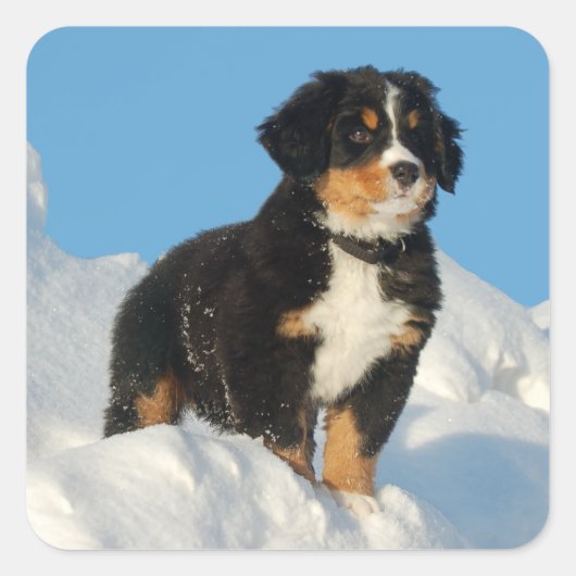 Bernese Mountain Puppy Dog Sticker / Siegel (Vorderseite)
