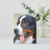 Bernese Mountain Puppy Postcard Postkarte (Stehend Vorderseite)