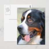 Bernese Mountain Puppy Postcard Postkarte (Vorne/Hinten)