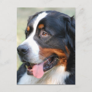 Bernese Mountain Puppy Postcard Postkarte