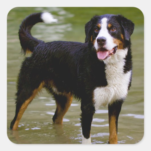 Bernese Mountain Welpe Hunde Aufkleber / Siegel (Vorderseite)